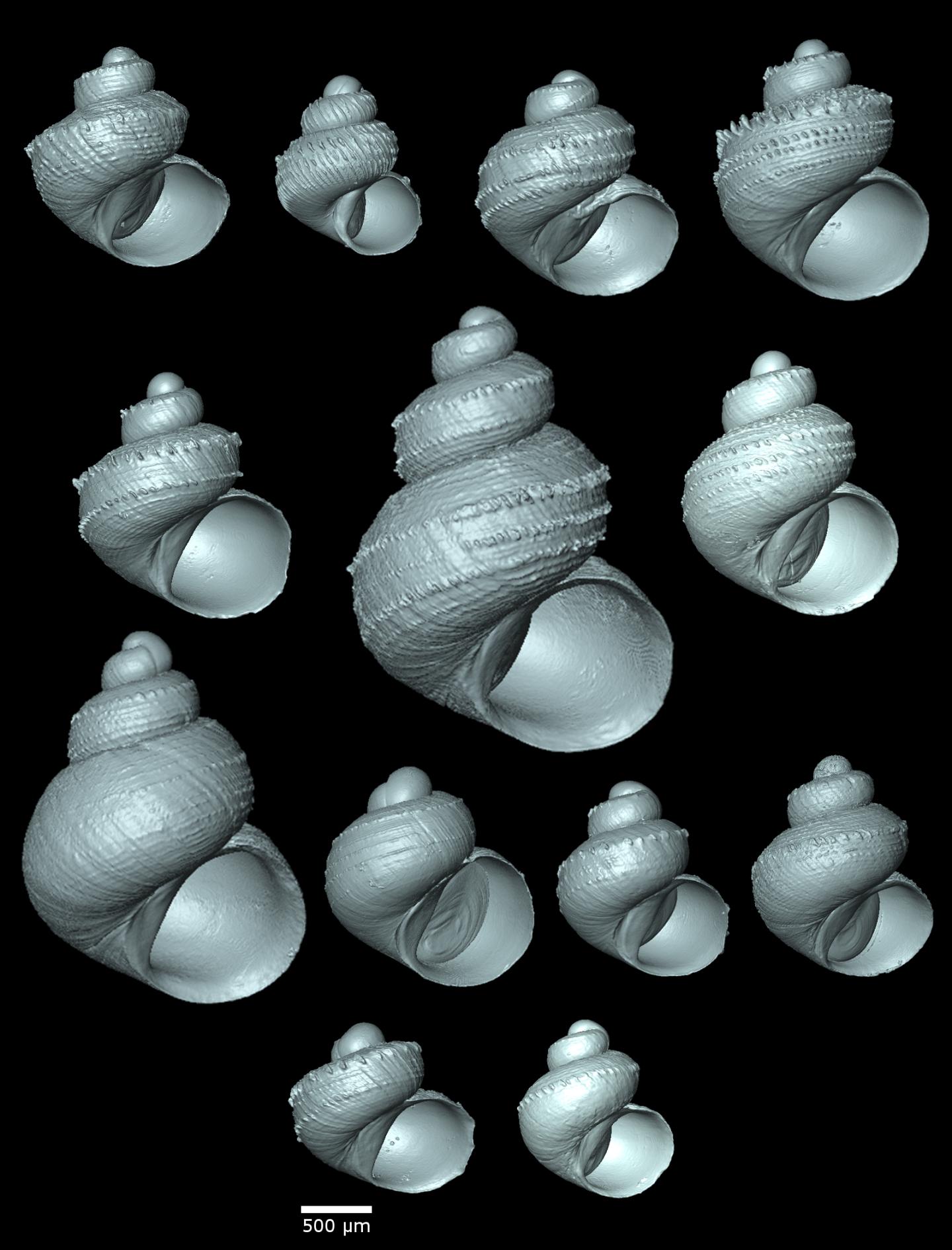 Synoptic View of 13 "Scaly" <em>Georissa</em>