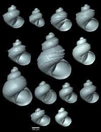 Synoptic View of 13 "Scaly" <em>Georissa</em>