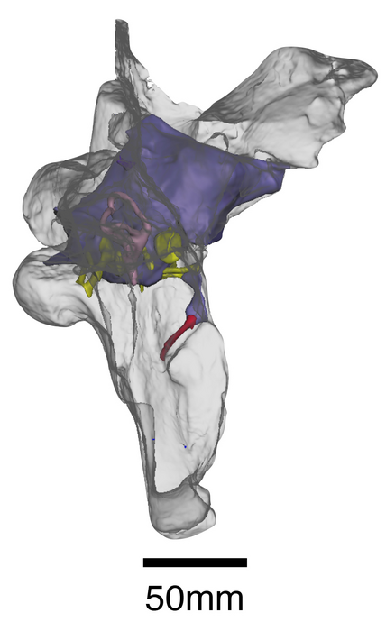 Baryonyx endocast and braincase.