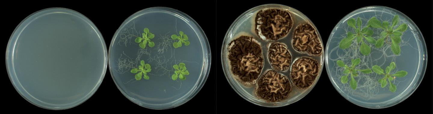 Plant Growth and Flowering