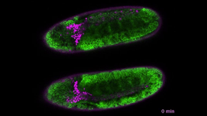 Immune cells in fly embryos