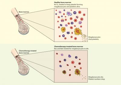 Discovery Helps Explain Why Chemo Causes Drop in Platelet Numbers