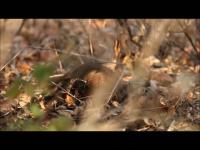 Dwarf Mongooses Foraging