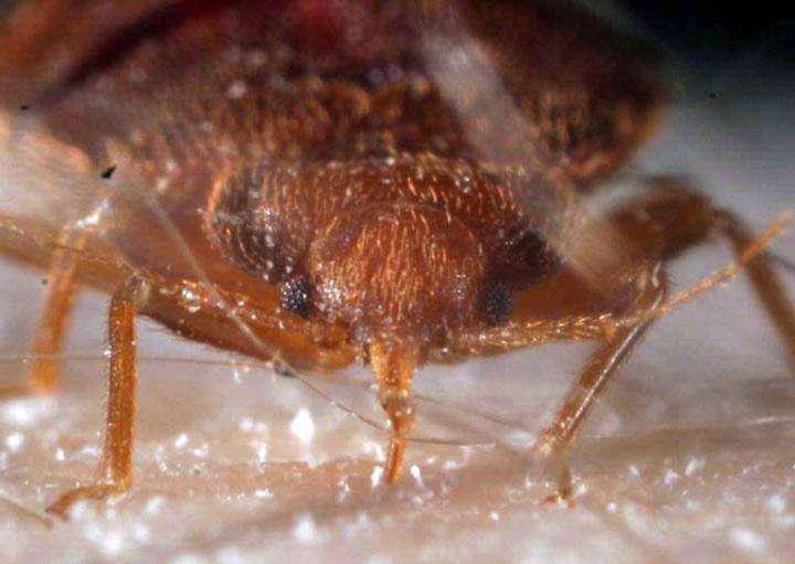 Bed Bug