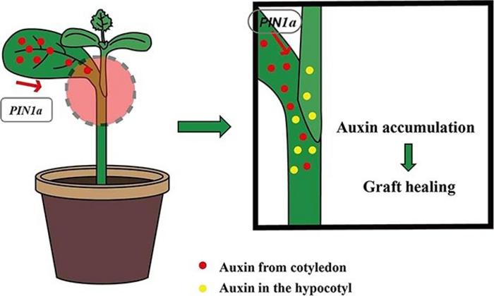 ClPIN1a-mediated auxin release from rootstock cotyledons enhances graft healing.