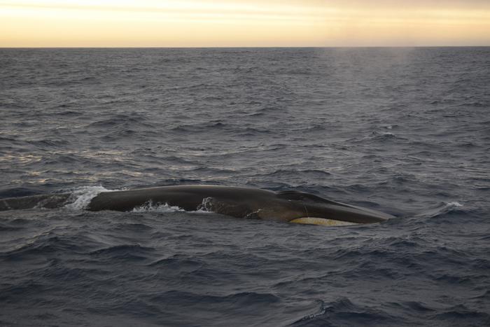 A surfacing Fin whale