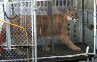 Rascal on Treadmill
