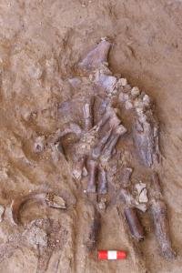 Left Hand of Shanidar Z