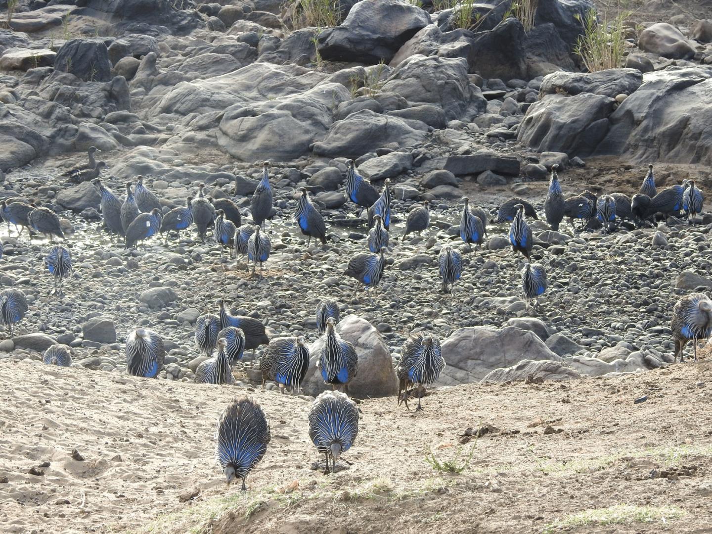 Social Structures in Birds