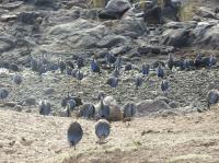 Social Structures in Birds