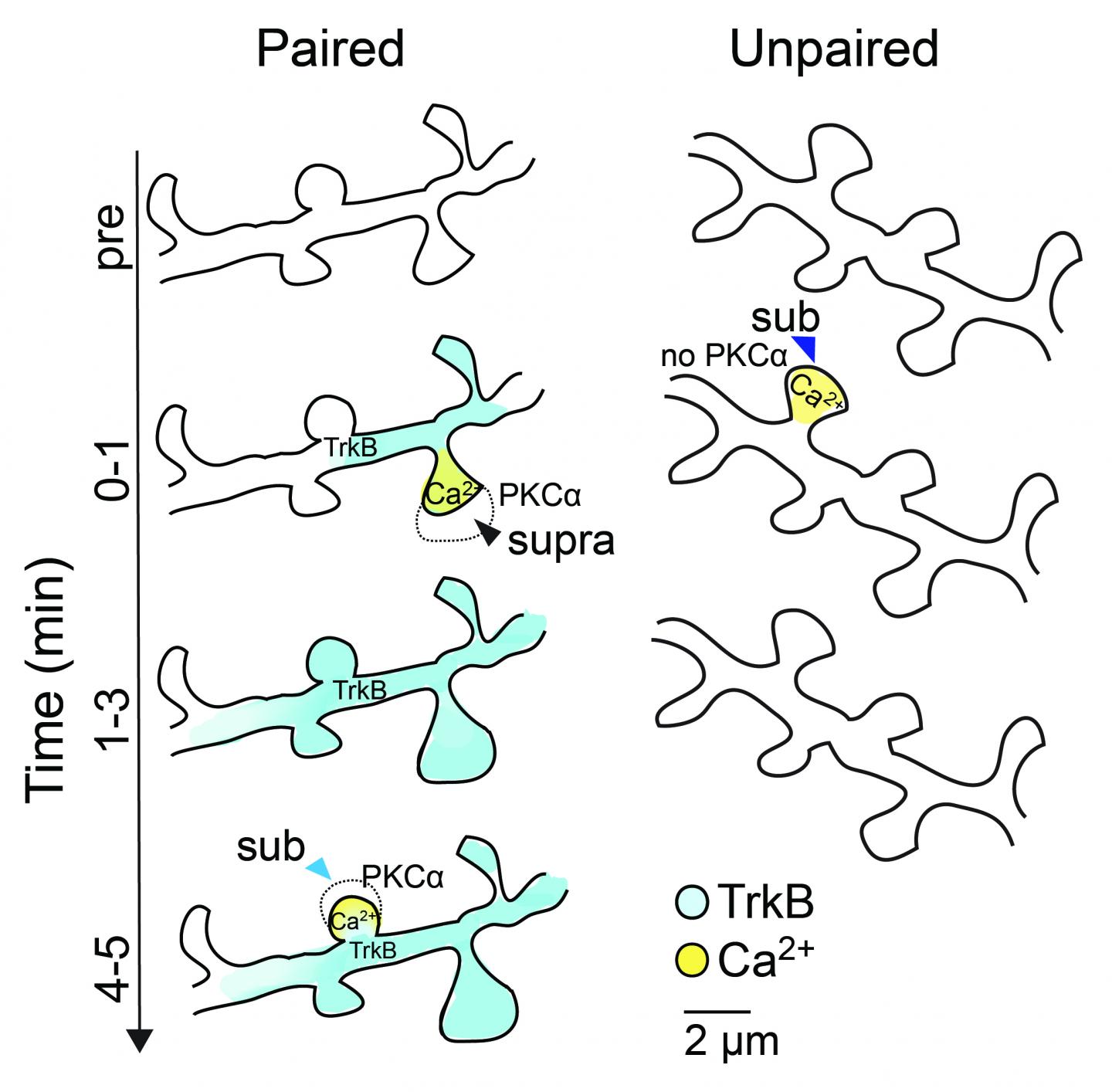 Model of Integration of TrkB and Calcium Signals to Induce PKC&#945; Activation in Paired and Unpaired