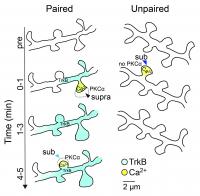 Model of Integration of TrkB and Calcium Signals to Induce PKC&#945; Activation in Paired and Unpaired