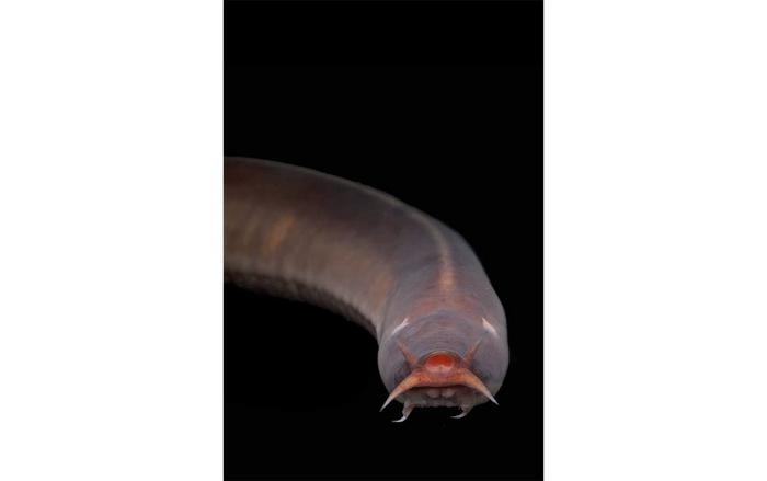 Inshore hagfish (Eptatretus burgeri)