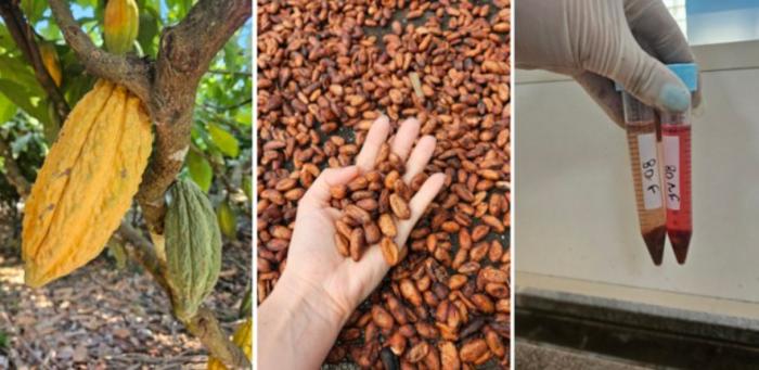 Researchers combine flavor and nutritional value in Amazonian chocolate