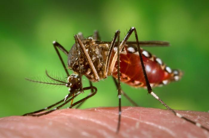 <I>Aedes aegypti</I> Mosquito