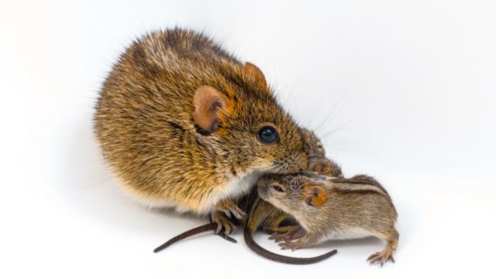 African striped mouse father and pups