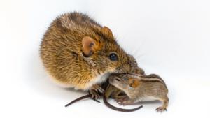 African striped mouse father and pups