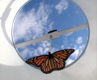 Tethered Monarch Butterfly