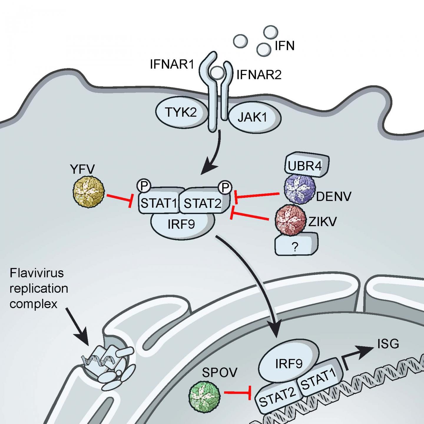 Zika and STAT2