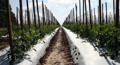Tomato Field