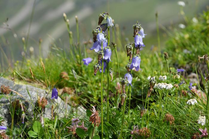 Fig. 2: Campanula barbata (Bearded Bellflower): The Bearded Bellflower (Campanula barbata) typically occurs in subalpine grasslands.