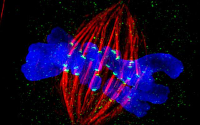 Cell Mitosis, Cell Image Library
