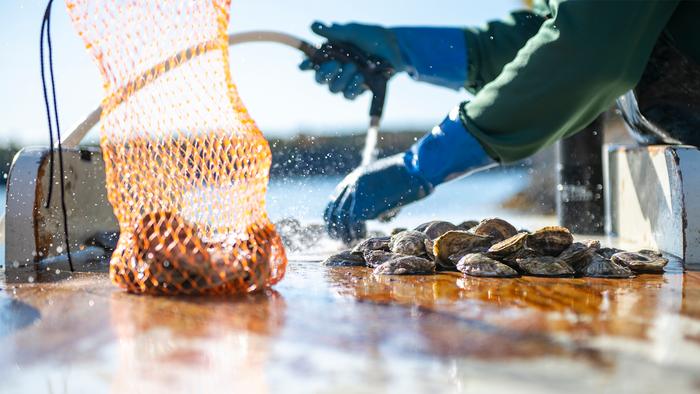 Shellfish research feature