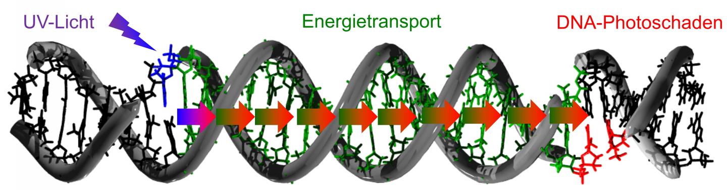 Damaged DNA