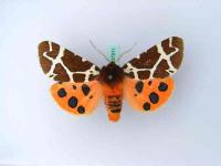 Moths of Germany