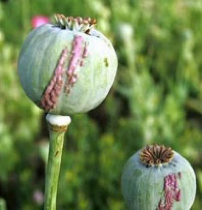 Opium poppy
