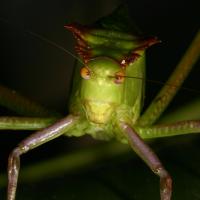 Katydid