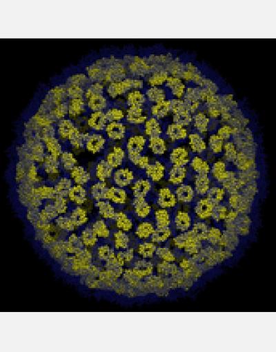 Mutations in Amino Acids in the CA Domain Change the Gag Structure in the Immature Virion
