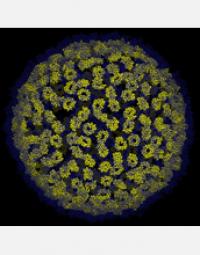 Mutations in Amino Acids in the CA Domain Change the Gag Structure in the Immature Virion