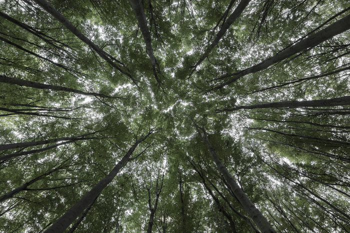 Canopy