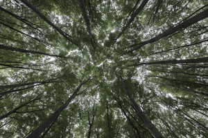 Canopy