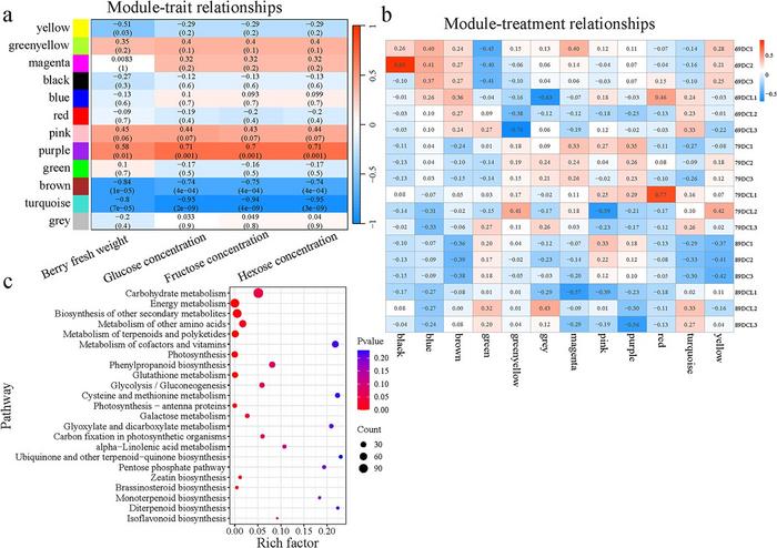 Weighted gene coexpression network analysis of DEGs and five berry traits (berry FW, glucose concentration, fructose concentration, and hexose concentration) of fruit-cutting berries in Experiment 2, and KEGG enrichment of DEGs in ‘turquoise’ module.