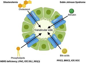 A diagram showing ABC transporters, their substrates, and the associated diseases that result from mutations in specific ABC transporters
