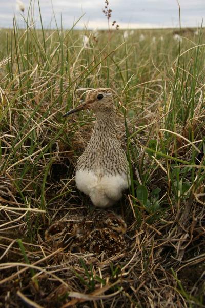 Pectoral Sandpiper