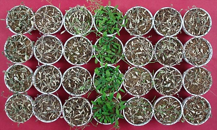 Acetic Acid Improves Drought Tolerance