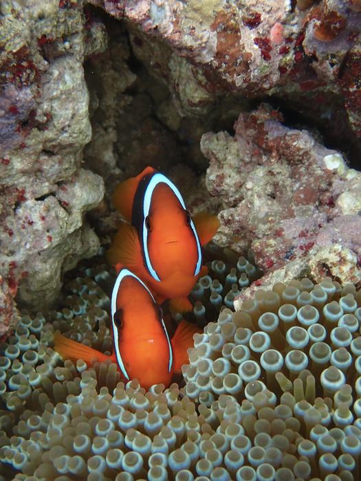 Tomato anemonefish (Amphiprion frenatus)