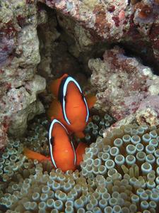 Tomato anemonefish (Amphiprion frenatus)