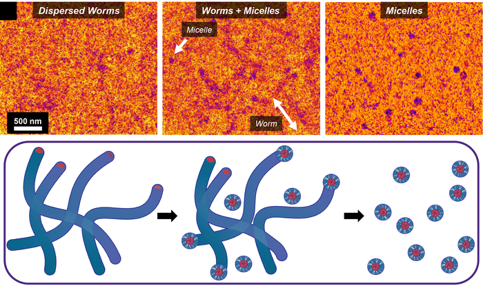 Worms to micelles
