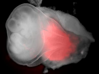 Mouse Embryo