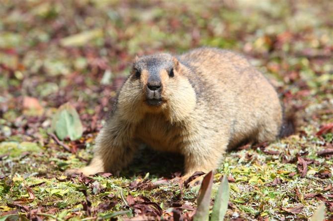 Himalayan Marmot