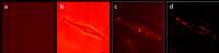 Figure 3. 2D edge detection demonstration of a phase object. (Human Umbilical Vein Endothelial cell).