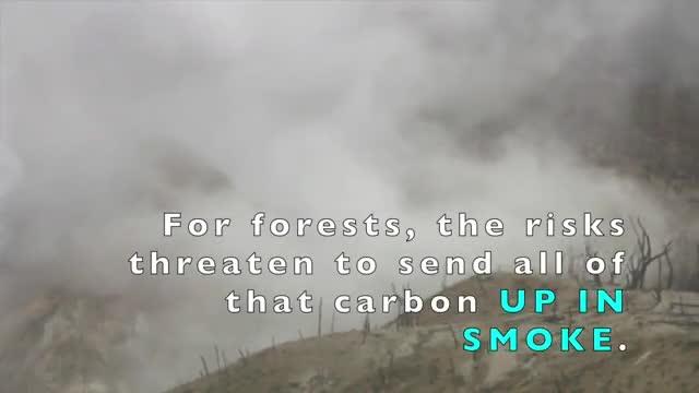 Understanding Climate Risks to Forests