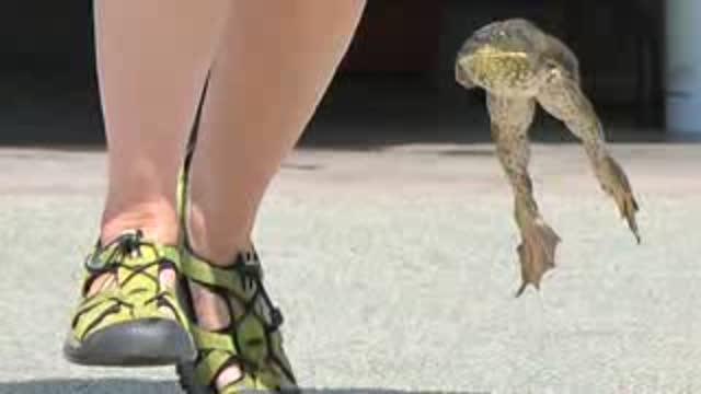 Frog Hops