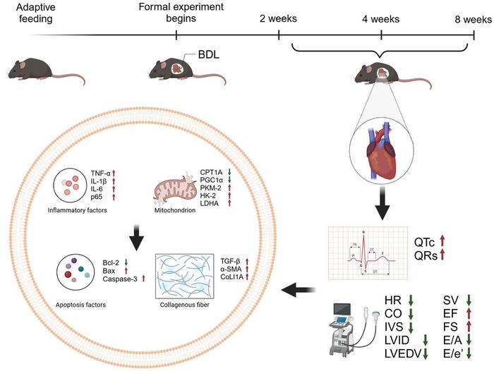 Inflammation and Mitochondrial Dysfunction in Cirrhotic Cardiomyopathy: Therapeutic Implications