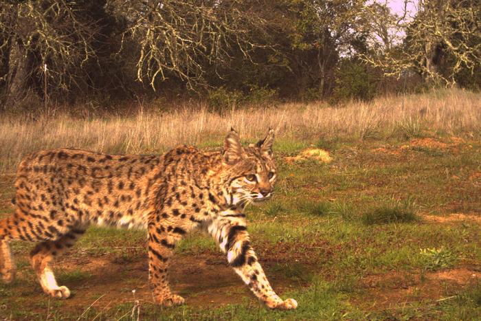 Bobcat_jasperridge