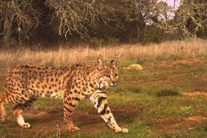 Bobcat_jasperridge